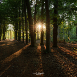 Haverriet sterrenbos