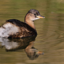 Dodaars - Andrej Chudy
