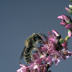Andrena fuscipes 1, Heidezandbij, male, Saxifraga-Frits Bink