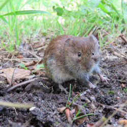 Rosse woelmuis 