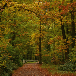 Haagse bos