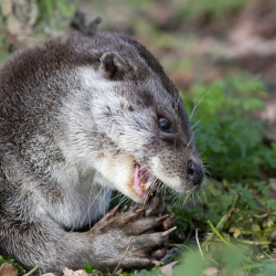 Otter 