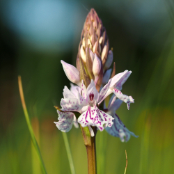 Gevlekte Orchis