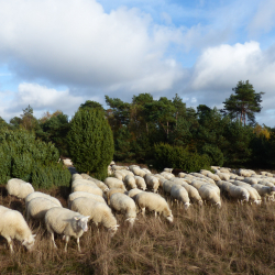 schapen lemelerberg 