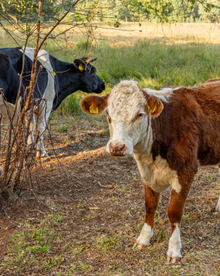 GS, Boetelerveld-361600