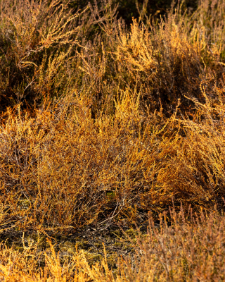 Droogte heide - Gonny Sleurink