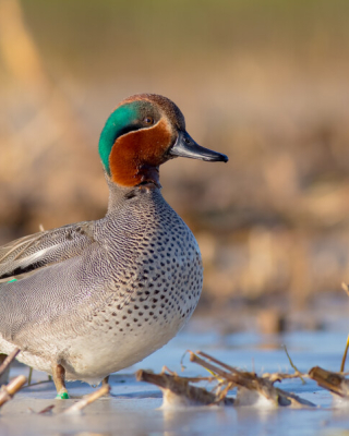 wintertaling - Simonas Minkevicius