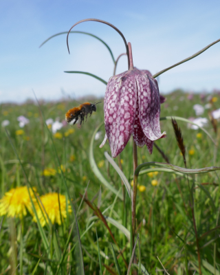 Kievitsbloem krijgt bezoek van vosje