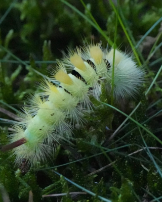 Meriansborstel rups