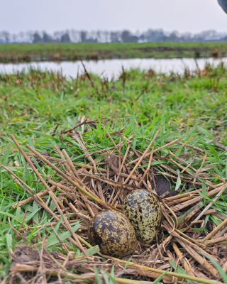 Johan met eerste ei - Landschap Overijsel Arjen Nieuwenhuis (3)