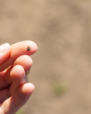 shutterstock_2618667109