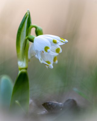 Lenteklokje -Gonny Sleurink