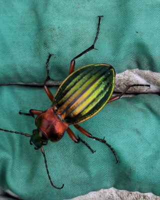 schallebijter - martin hoek