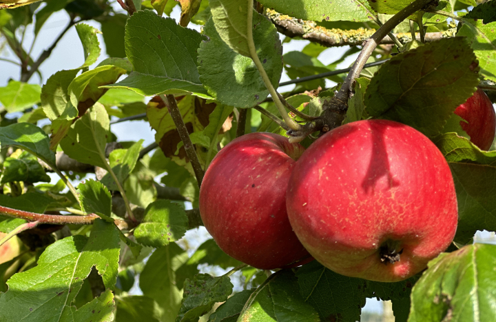 fruitboom, Mieke Scharloo