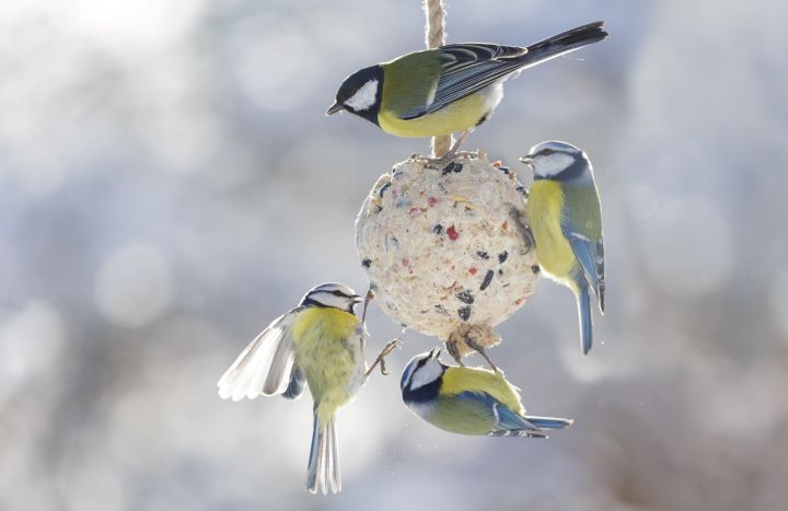 Voedselhanger vogels