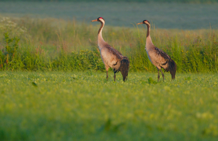 Kraanvogels