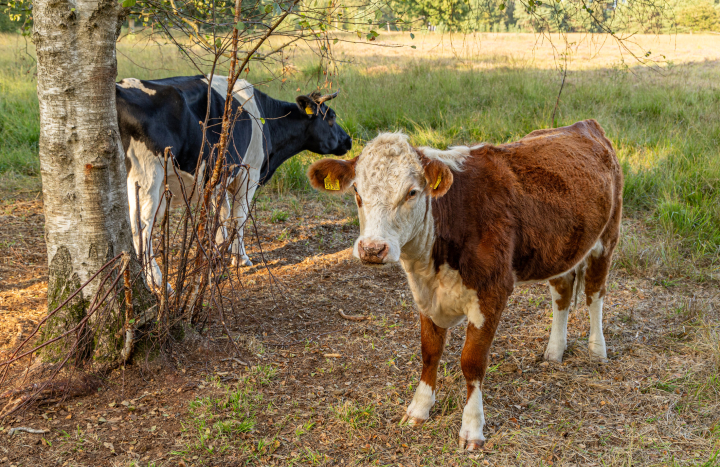 GS, Boetelerveld-361600