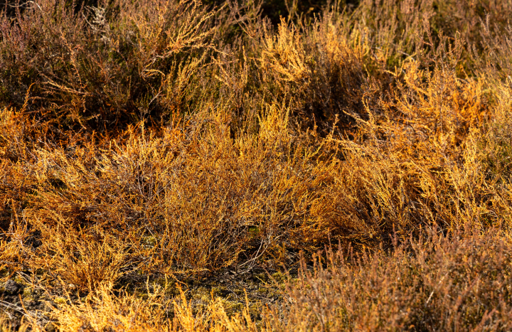 Droogte heide - Gonny Sleurink