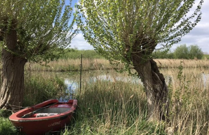 De achtertuin van Marion Baars (1)