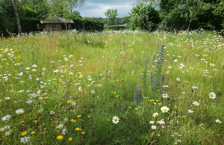 Bloemenweide in Soeslo