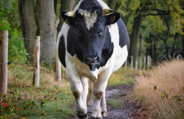 Heidekoe - Margo Schulte