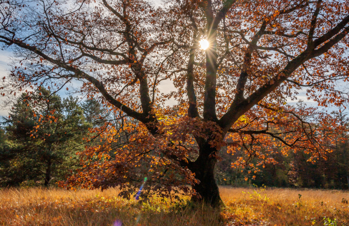 Bomen Herfst