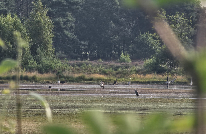 Zwarte ooievaars in de Bergvennen