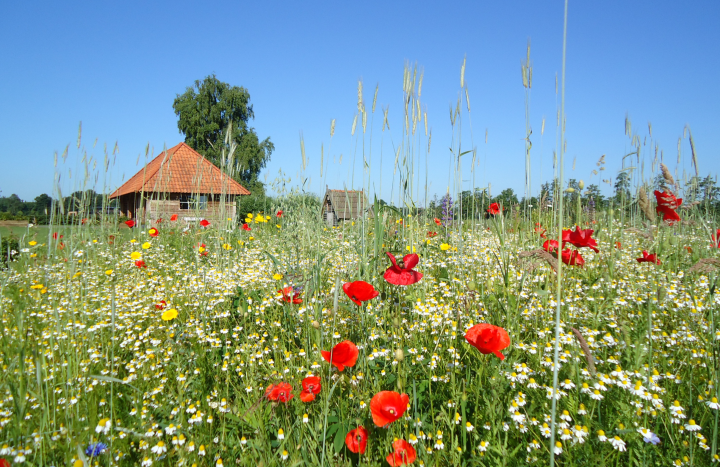 Bloemenmengsel 