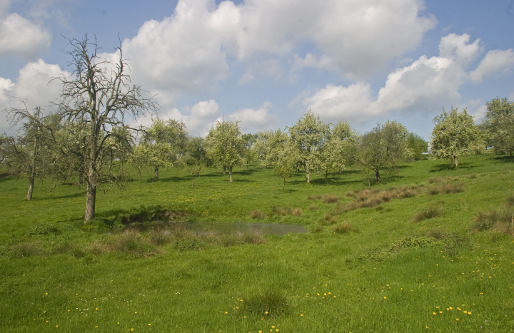 Hoogstamfruitbomen snoeien 2024 3 Jacob van der Weele