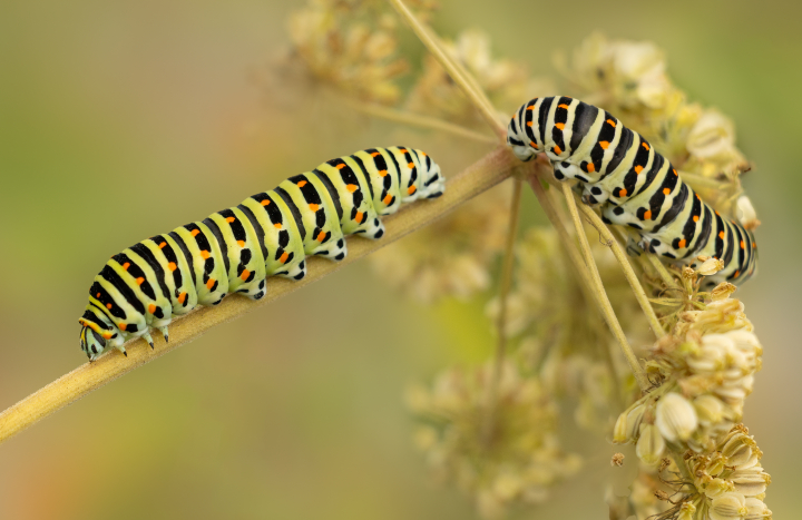 AK rupsen kpage -Annie Keizer