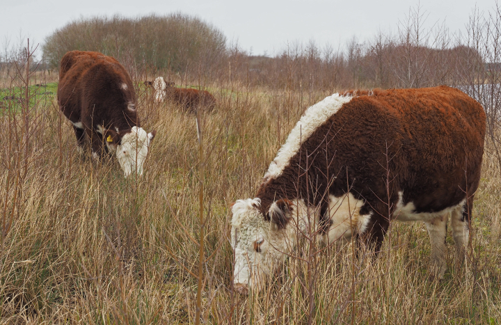 Hereford-runderen grazen in hoog gras