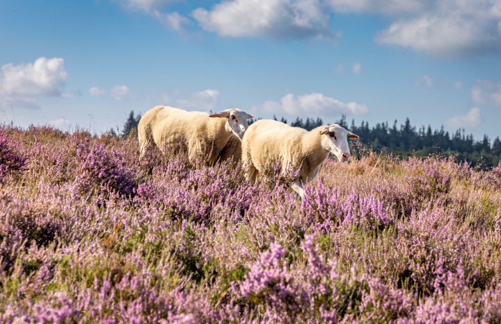 Schapen op de Lemelerberg