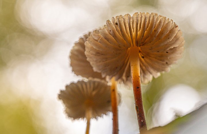 GS, Windesheim, paddenstoelen-171600