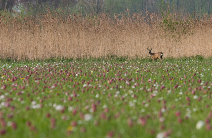Ree tussen de kievitsbloemen, mark Zekhuis