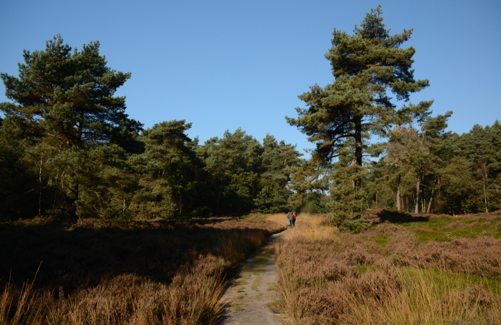 Haardennen, Rheestdal
