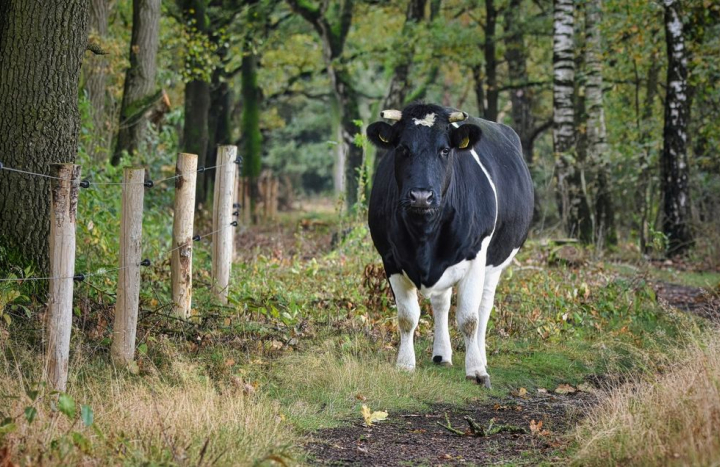 Heidekoe Margot Schulte