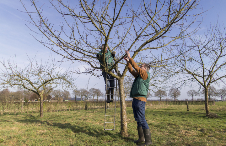 Hoogstamfruit snoeien 2023 1