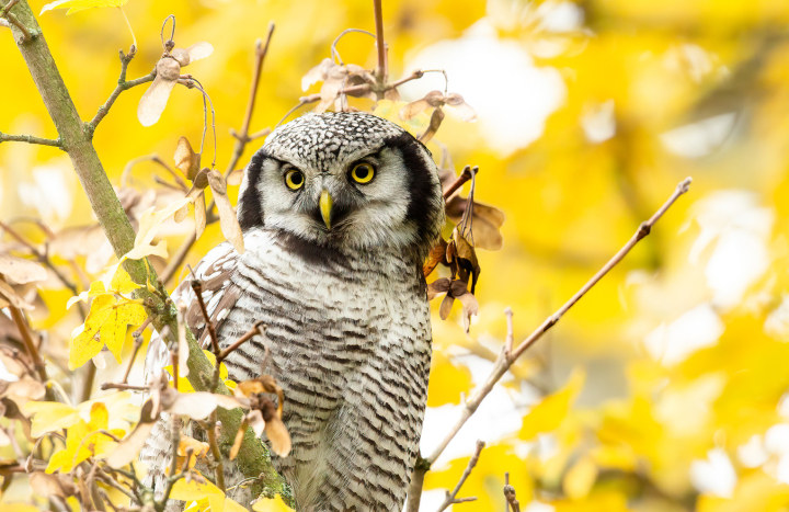 AK sperweruil 2013 Zwolle1600