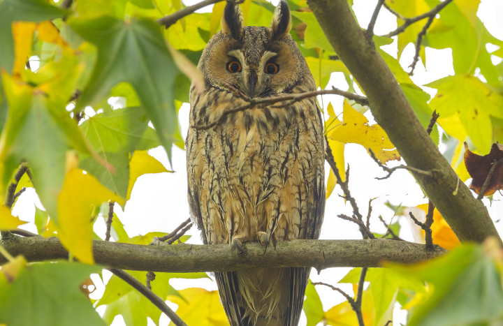 AK ransuil op roestplaats1600