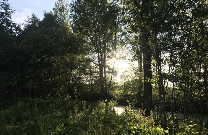 Ochtendzon bij de Regge