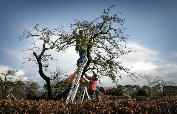 Hoogstamfruit snoeien 2023 2