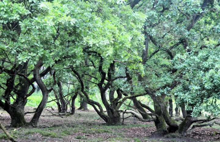 Eikenhakhoutbos Reestdal