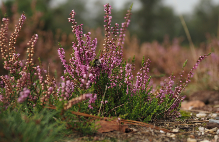 Luttenberg-Nico Kloek