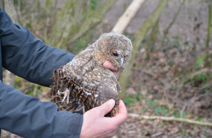hofvogels uilskuiken
