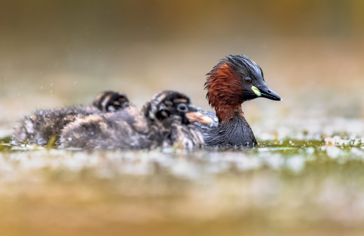 Dodaars met jongen - Rudmer Zwerver