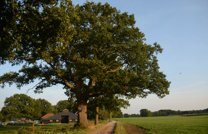 Eiken bij Beckum 