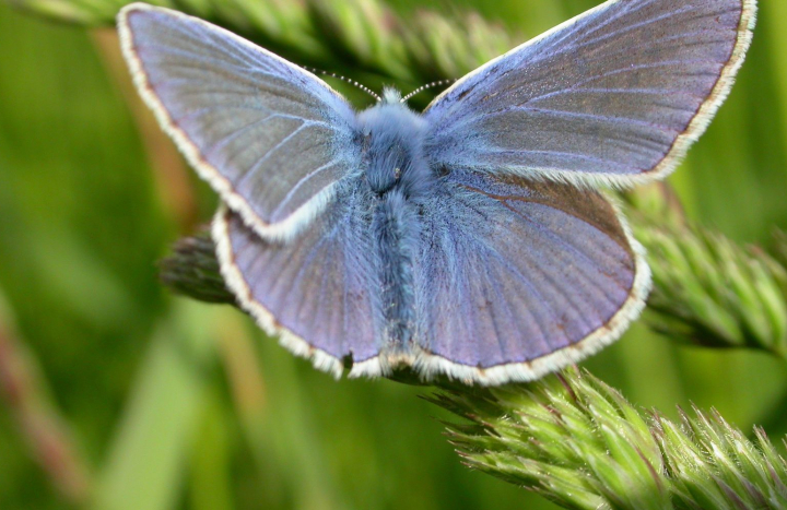 icarusblauwtje, Mark Zekhuis