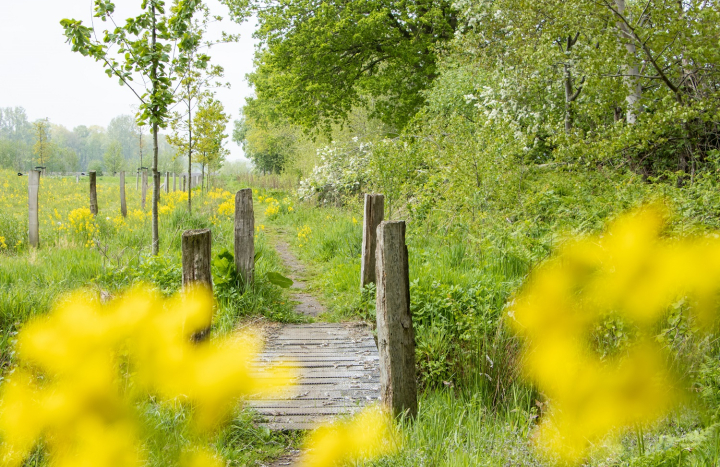 Groene Delta - De Doorbraak