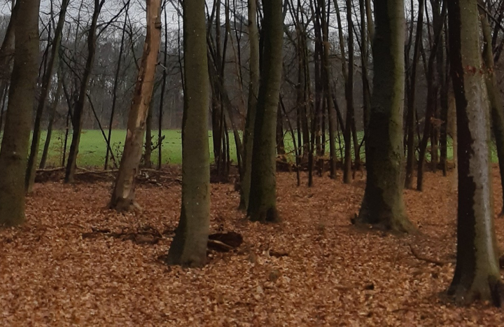 Beuken Eversberg NIEUW