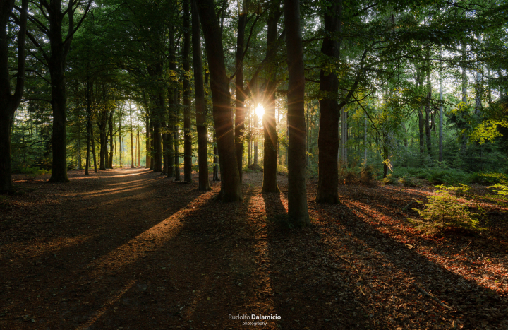 Haverriet sterrenbos